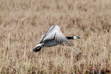 Fototapeta premium Barnacle Goose (Branta leucopsis) in Barents Sea coastal area, Russia