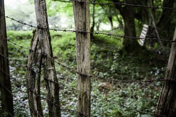 Barbed wire fence
