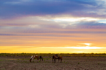 Fototapeta na wymiar herd of horses and sunset beaty of life
