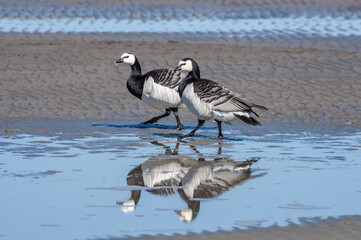 Barnacle Goose (Branta leucopsis) in Barents Sea coastal area, Russia