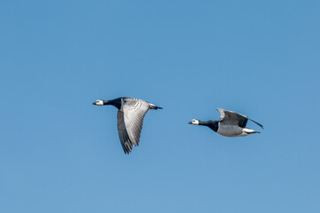 Barnacle Goose (Branta leucopsis) in Barents Sea coastal area, Russia