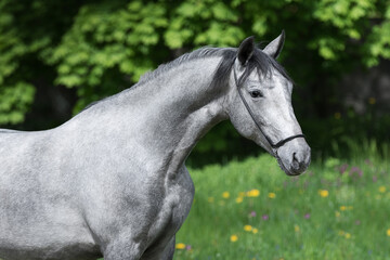 Fototapeta na wymiar Portrait of a beautiful gray horse on natural green summer background, head closeup