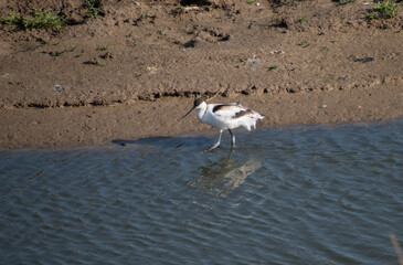 Avocet wading in water with a sandy bank