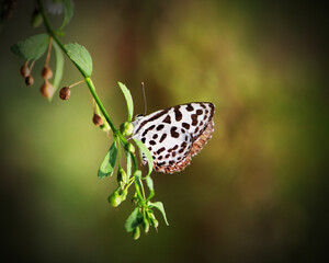 Fototapeta na wymiar butterfly on leaf in blurred background butterfly wallpaper hd