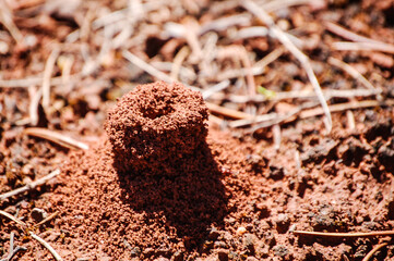 Ant mound