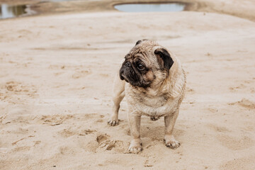 Obraz premium Pug walks on the beach