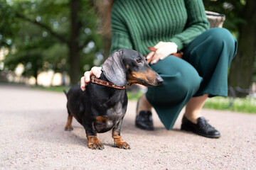 Dachshund dog with owner nearby