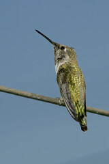 Female or immature male of Anna's Hummingbird (Calypte anna) in garden, Los Angeles, California, USA