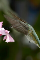 Female or immature male of Anna's Hummingbird (Calypte anna) in garden, Los Angeles, California, USA