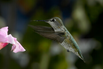 Female or immature male of Anna's Hummingbird (Calypte anna) in garden, Los Angeles, California, USA