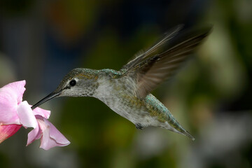 Female or immature male of Anna's Hummingbird (Calypte anna) in garden, Los Angeles, California, USA