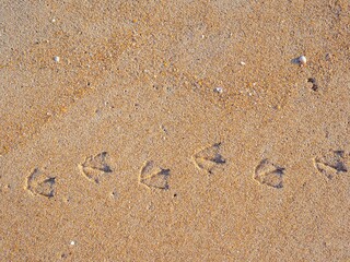 Bird tracks or footprints on the wet yellow sand. natural background, copy space