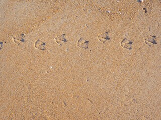 Bird tracks or footprints on the wet yellow sand. natural background, copy space
