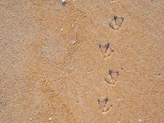 Bird tracks or footprints on the wet yellow sand. natural background, copy space