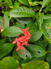 Red small flower in the garden