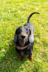 Dachshund dog in the park on the lawn. Cute smiles.