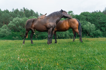 Fototapeta premium Couple of horse portrait in pasture. Horse communication. Two beautiful chocolate and brown horses clean each other, nuzzling and hugs. Mare and horse stand in a grassy paddock with trees at nature. 
