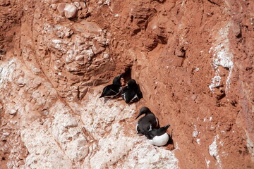 Tordalk Trottellumme