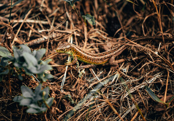 close up of a little sand lizard in brown grass