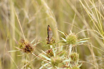 Mariposa sobre planta