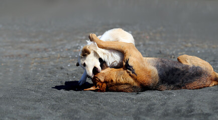 Beautiful photo of two dogs playing on the black sand