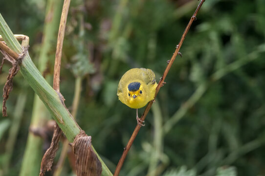 Wilson's Warbler (Wilsonia pusilla) at Chowiet Island, Semidi Islands, Alaska, USA