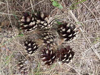 open pine cones on the ground among coniferous needles