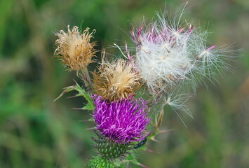 Blüten der Gemeinen Kratzdistel