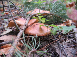 mushroom in the forest
