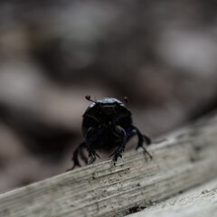 dung_beetle_002