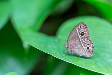 Schmetterling auf Blatt sitzend