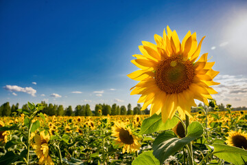 Sunflower field with a colorful background at sunset.