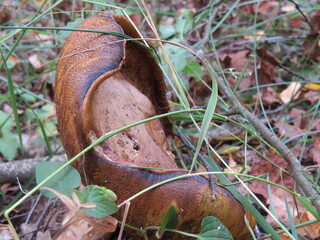 mushroom in the grass