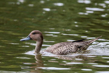 Northern Pintail (Anas acuta) in pond in park, Germany