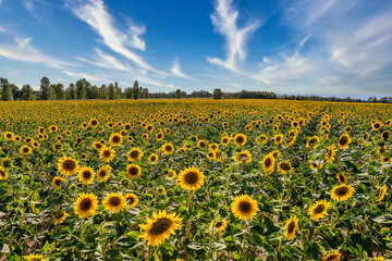 Naklejka premium Sunflower field with a colorful background at sunset.