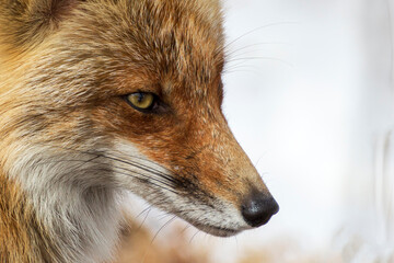The face of a fox in winter fur on a background of snow in profile close-up.