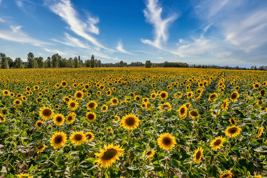 Sunflower field with a colorful background at sunset.