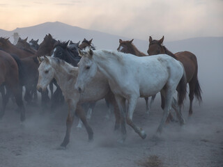 Fototapeta na wymiar Horses, Kayseri, Turkey
