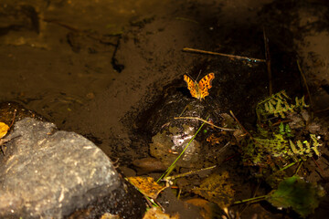 Mariposa de los Muros. Pararge aegeria. 