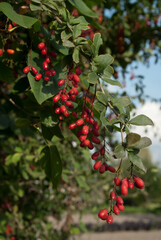 European Barberry (Berberis vulgaris) in garden