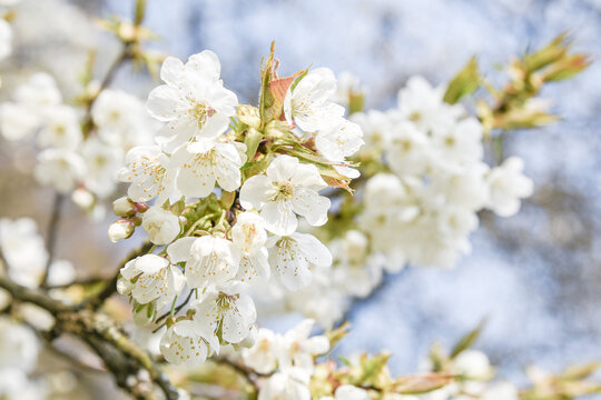 White blooming cherry tree. Natural close up photography. Spring theme