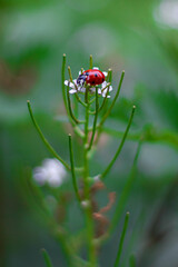 ladybug_001