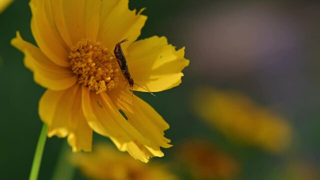 Insect on a yellow flower, macro shot