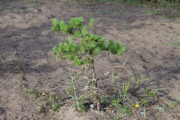 Little pine in forest.