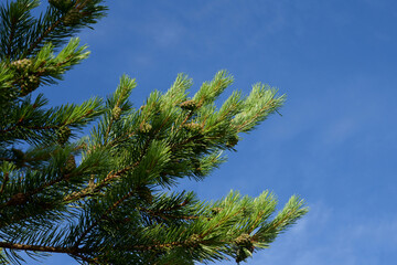 Pine tree branch close up.