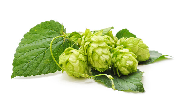 Fresh Cones Of Hops.