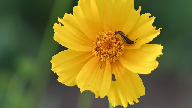 Insect eating pollens of yellow flower, macro shot