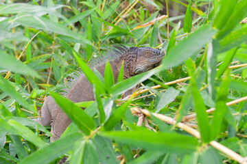 Green Iguana in bamboo forest of Costa Rica