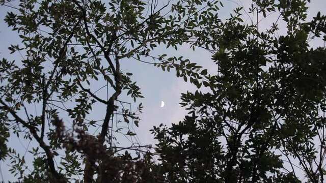 Loros atardecer amazonas