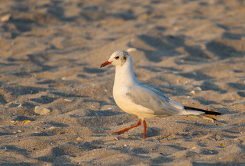 Seagull on the beach, walking on the sand. Sunset light